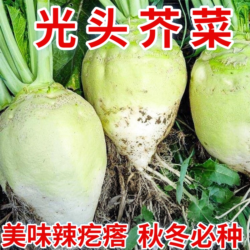 光头芥菜种子特大辣疙瘩种籽芥菜种籽四川辣菜四季蔬菜孑子大头菜