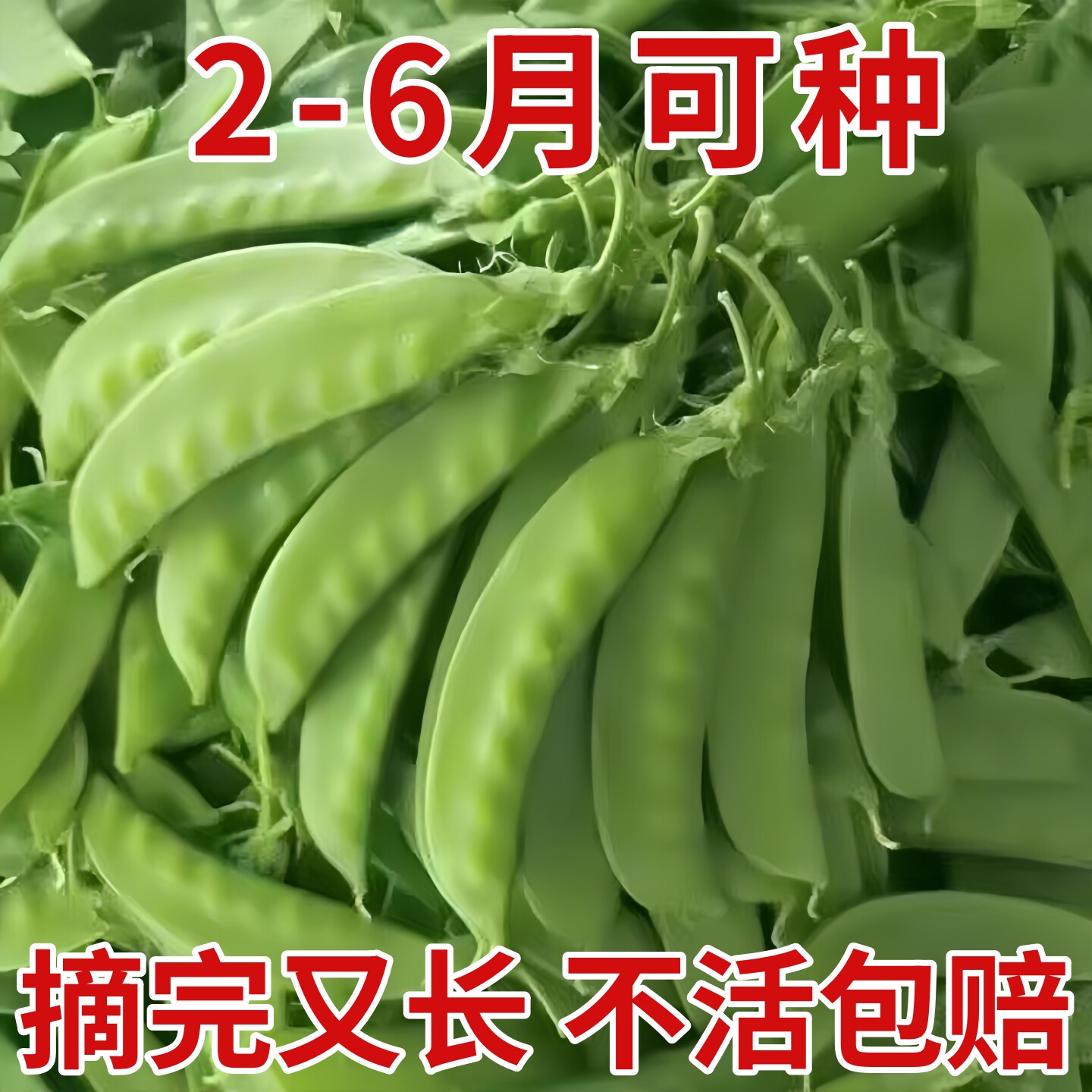 荷兰豆种子豌豆苗种籽四季甜蔬菜豌豆种籽孑莱蚕豆菜籽尖碗豆籽种