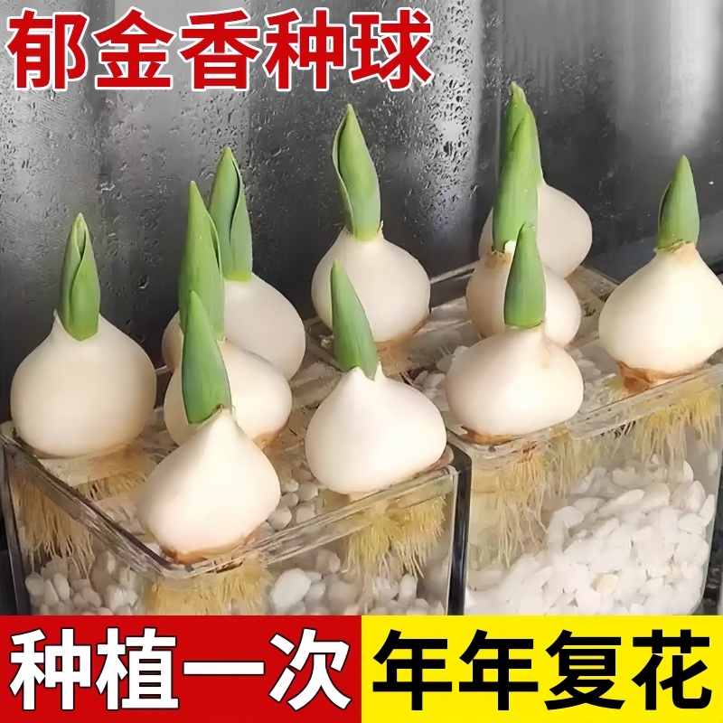 5颗郁金香种球水培套装玻璃瓶耐寒多年生四种季植风信子盆栽花卉