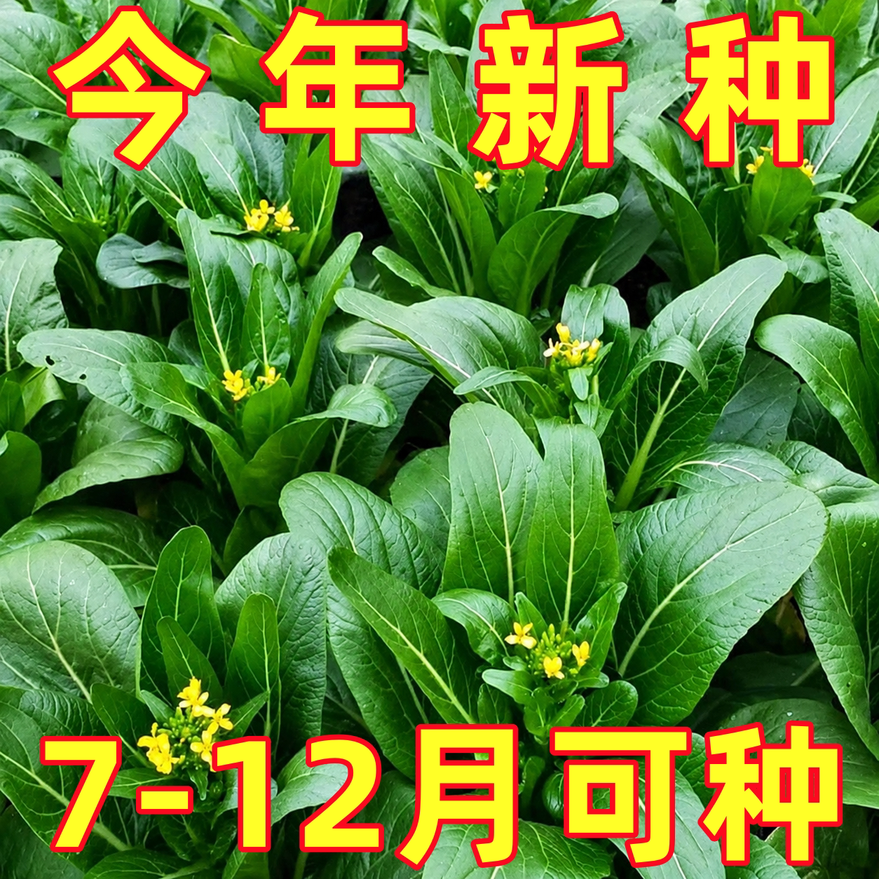广东四九菜心种子种籽无渣尖叶菜种籽四季菜籽菜心菜种籽蔬菜种孑