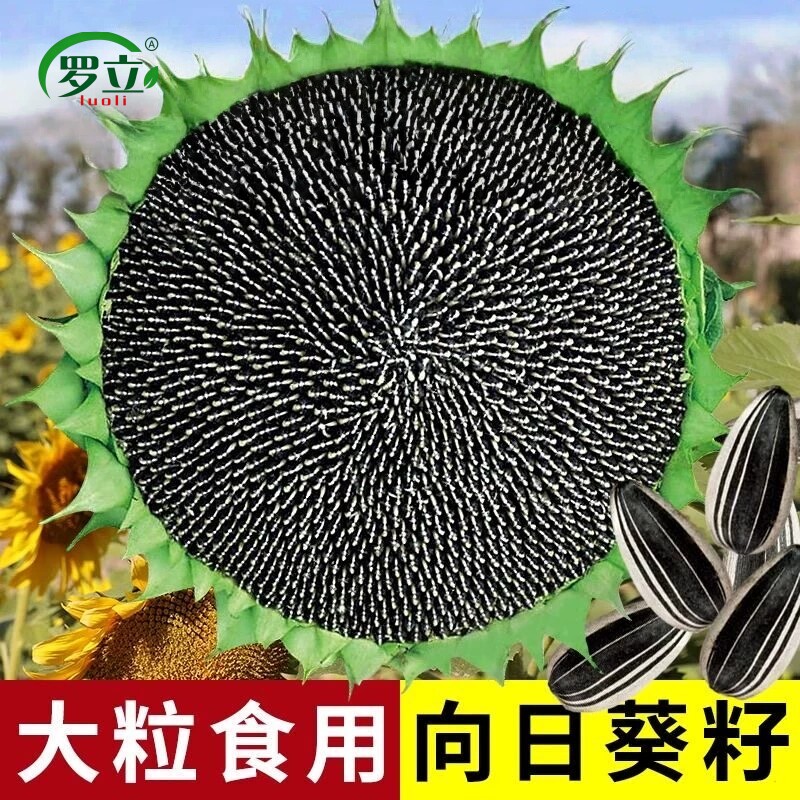 向日葵种子盆栽多头向日葵籽种孑四季播种开花高杆观赏食用葵花籽