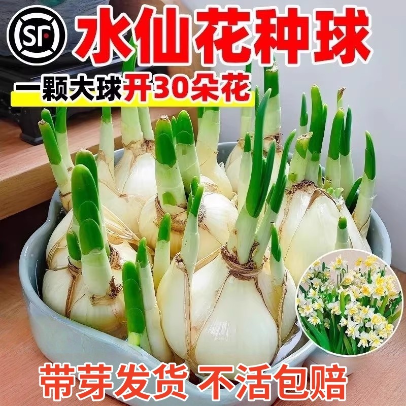 水仙花种球特大赣州四季重瓣水培盆栽室内外带花苞好养活绿植花卉