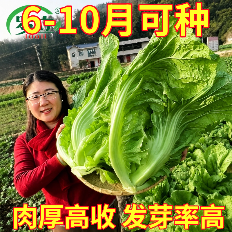 四川宽帮青菜种子泡菜酸菜专用秋后秋冬季蔬菜种子孑宽帮芥菜种籽