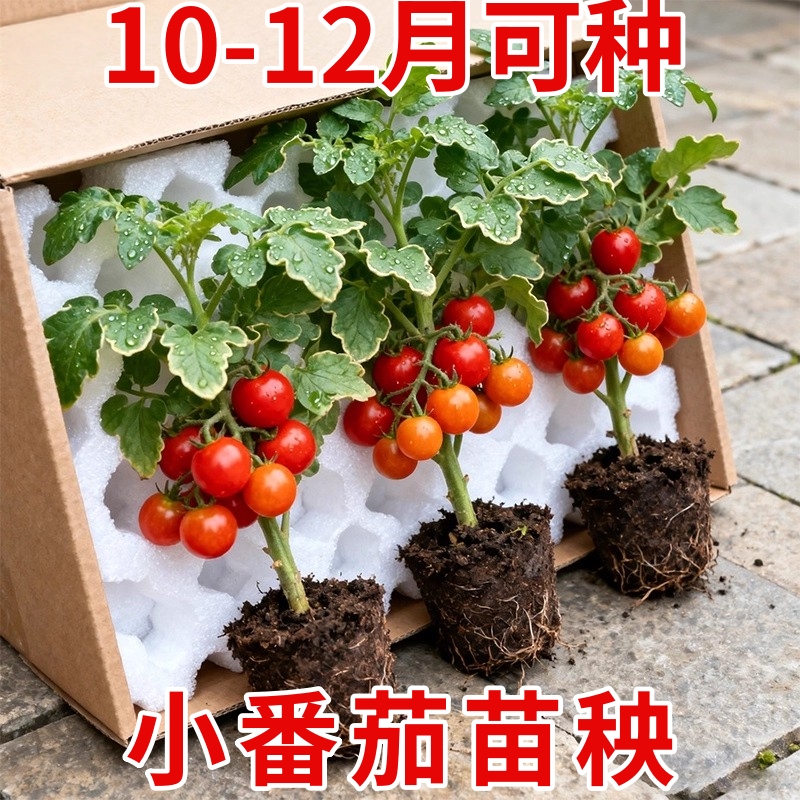 小番茄苗秧矮小盆栽秋冬季西红柿圣女果种苗菜苗蔬菜种子带果水果