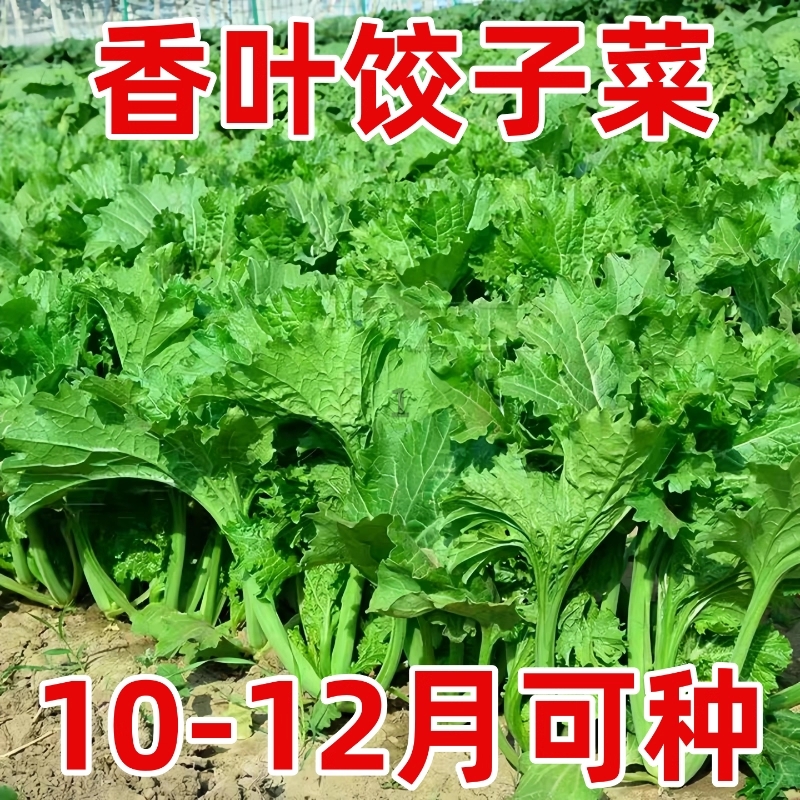 香芥菜种子香叶饺子菜四川重庆特色春秋冬四季农家田园蔬菜种子