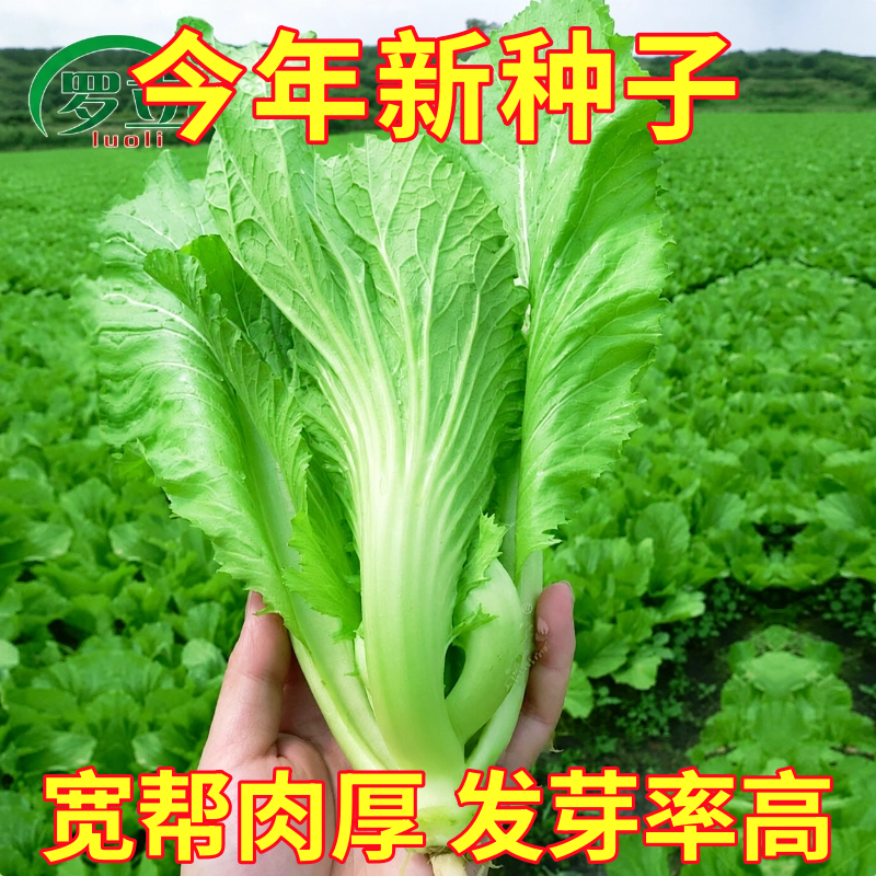 芥菜种籽甜芥菜种子大叶青菜包心酸菜夏天四季阳台盆栽蔬菜种子孑