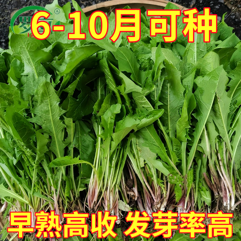 蒲公英种子婆婆丁种籽春秋冬季菜苗盆栽药用种植四季阳台蔬菜种孑
