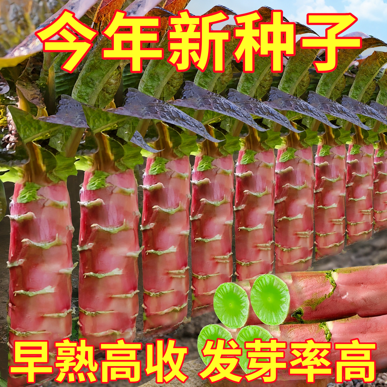 莴笋种子种籽红皮红叶锄头香脆莴苣菜种秋季冬季四季耐热蔬菜苗孑