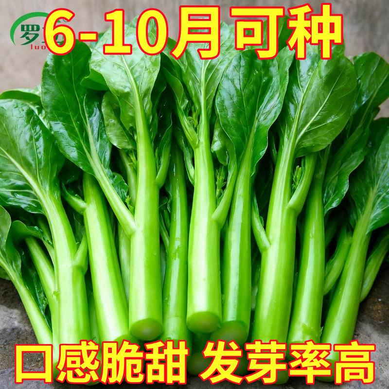 广东甜菜心种子四季油菜心青菜籽耐热大田农家阳台盆栽蔬菜种孑子