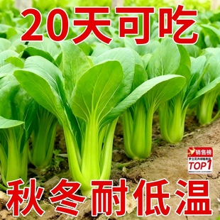 正宗上海青种子老品种菜籽小油菜矮脚小白菜四季 蔬菜大全耐寒过冬
