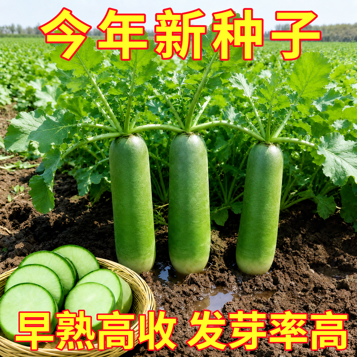 冰糖水果萝卜种子种籽子天津沙窝甜脆潍县罗卜籽种青四季孑糖心