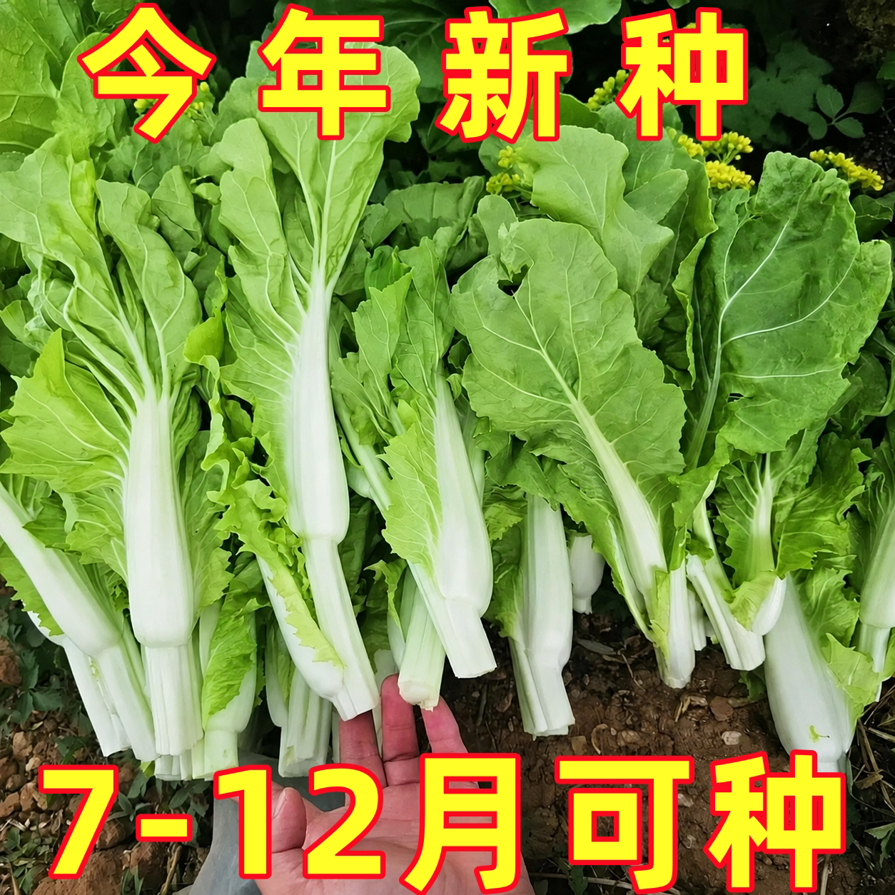 奶油白菜苔种子四季阳台盆栽蔬菜耐热耐寒菜薹懒人易种菜心青菜籽