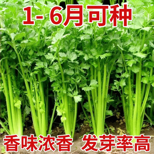 四季小香芹菜种子芹菜种子香味浓郁实心芹菜种子阳台四季蔬菜种籽