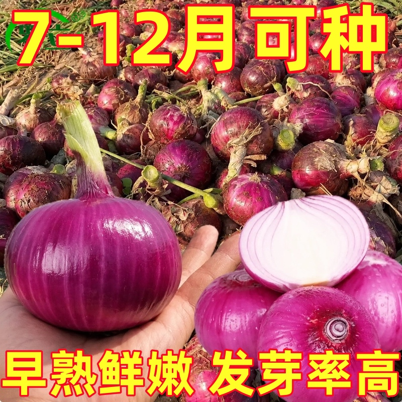 水果洋葱种子超甜高产特大紫皮红皮洋葱圆葱种籽四季高产蔬菜种孑