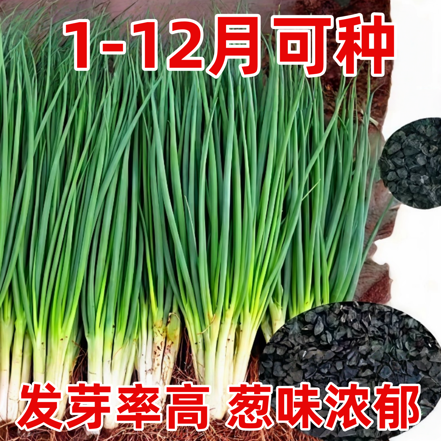 红根小香葱种子红葱小葱种籽春秋季四季阳台盆栽蔬菜种子盆栽葱种