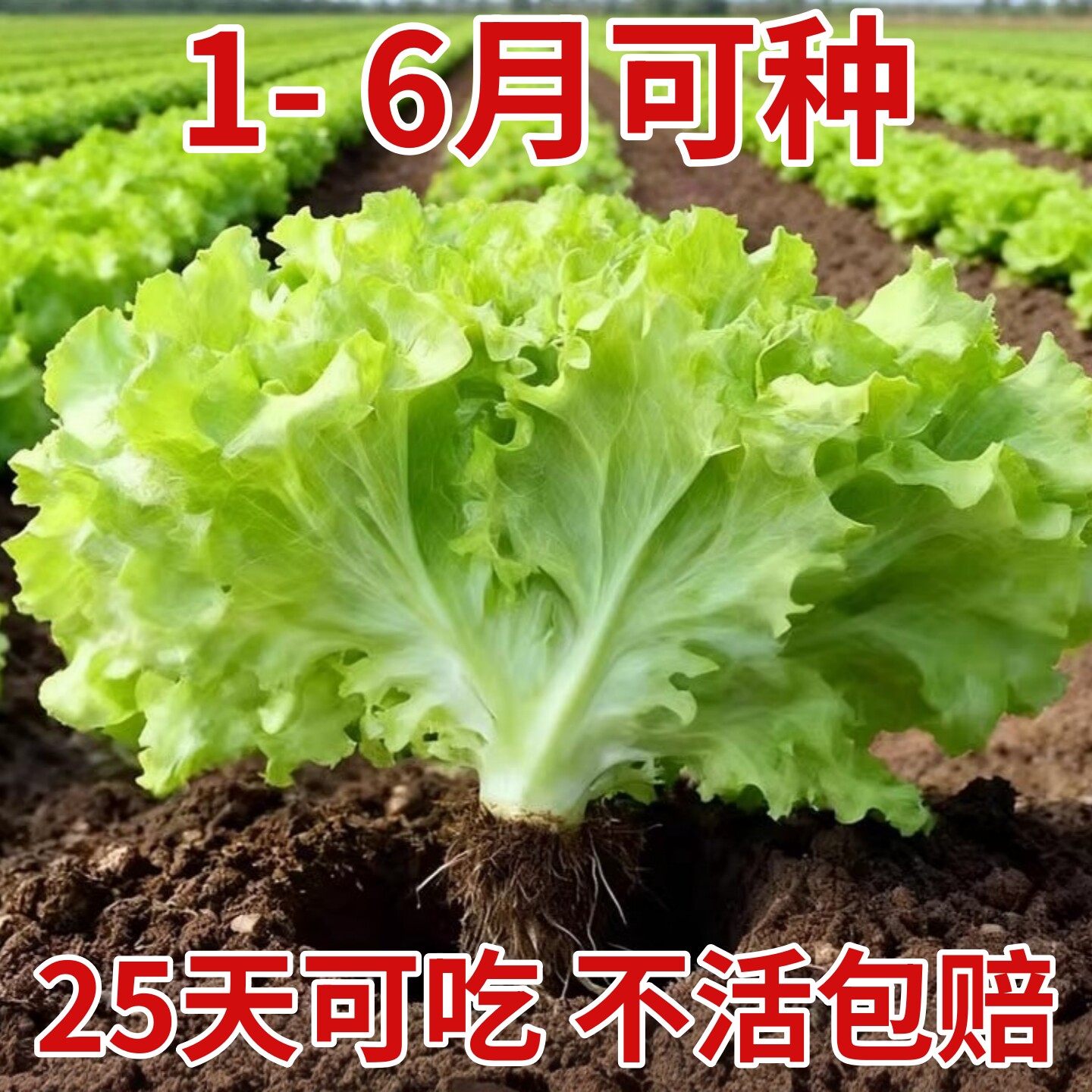 四季玻璃生菜种子种籽孑阳台种菜四季盆栽莱种春季沙拉蔬菜孑菜籽