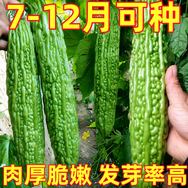 寿光疙瘩绿赛碧绿苦瓜种子大棚高产泰国早熟蔬菜种籽孑老品种