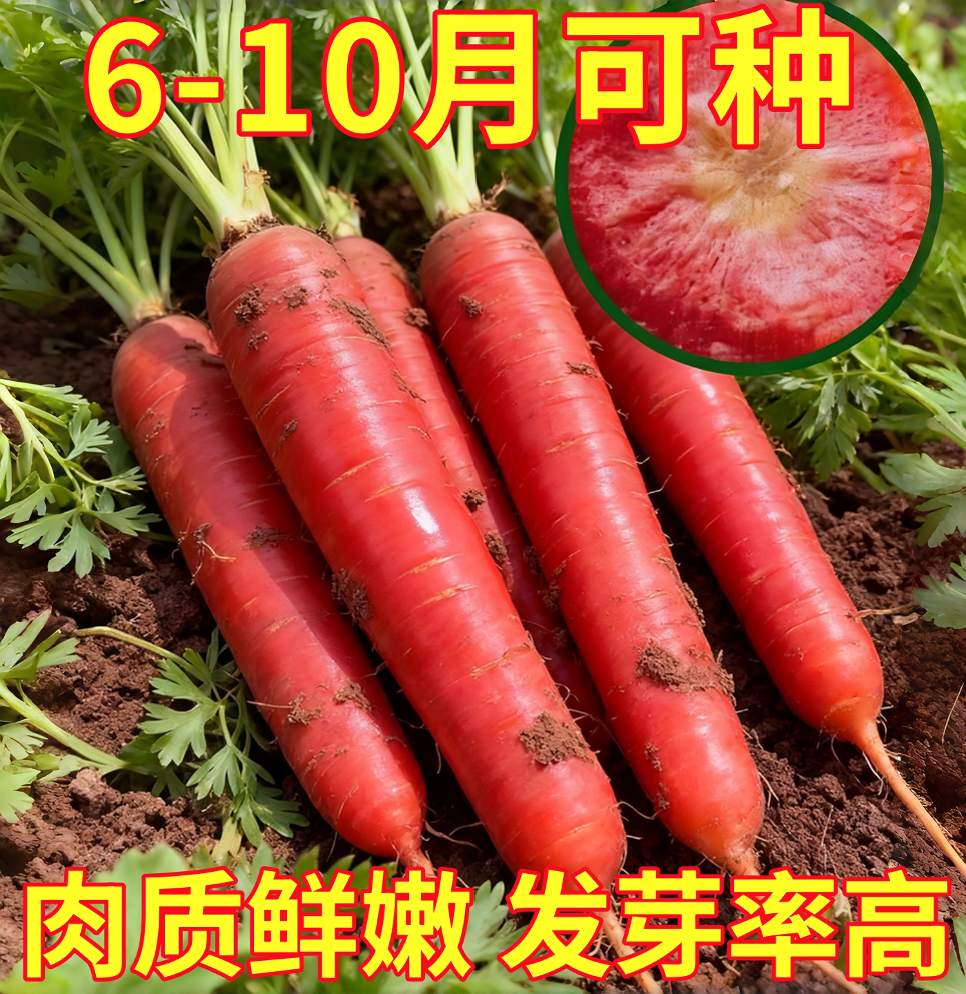 水果胡萝卜种子蔬菜种孑红樱桃萝卜籽种大全秋季种籽种植菜籽盆栽