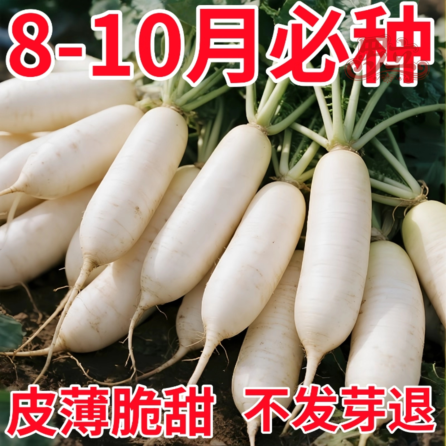 韩国白玉春萝卜种子长白萝卜种籽九斤王蔬菜种子四季罗卜种子包邮