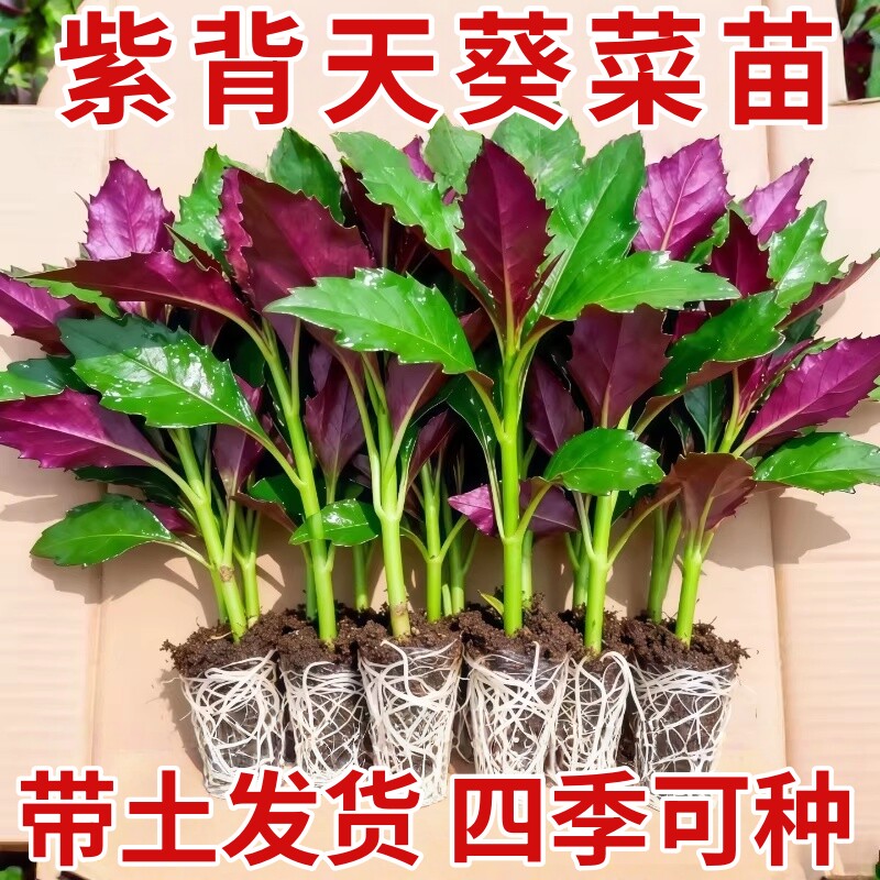 天然紫背菜种子天葵血皮菜红凤菜四川特色营养观音菜四季蔬菜种籽