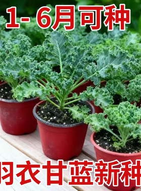 紫色羽衣甘蓝种孑蔬菜种子阳台自种菜苗南方秋播菜种四季菜籽盆栽