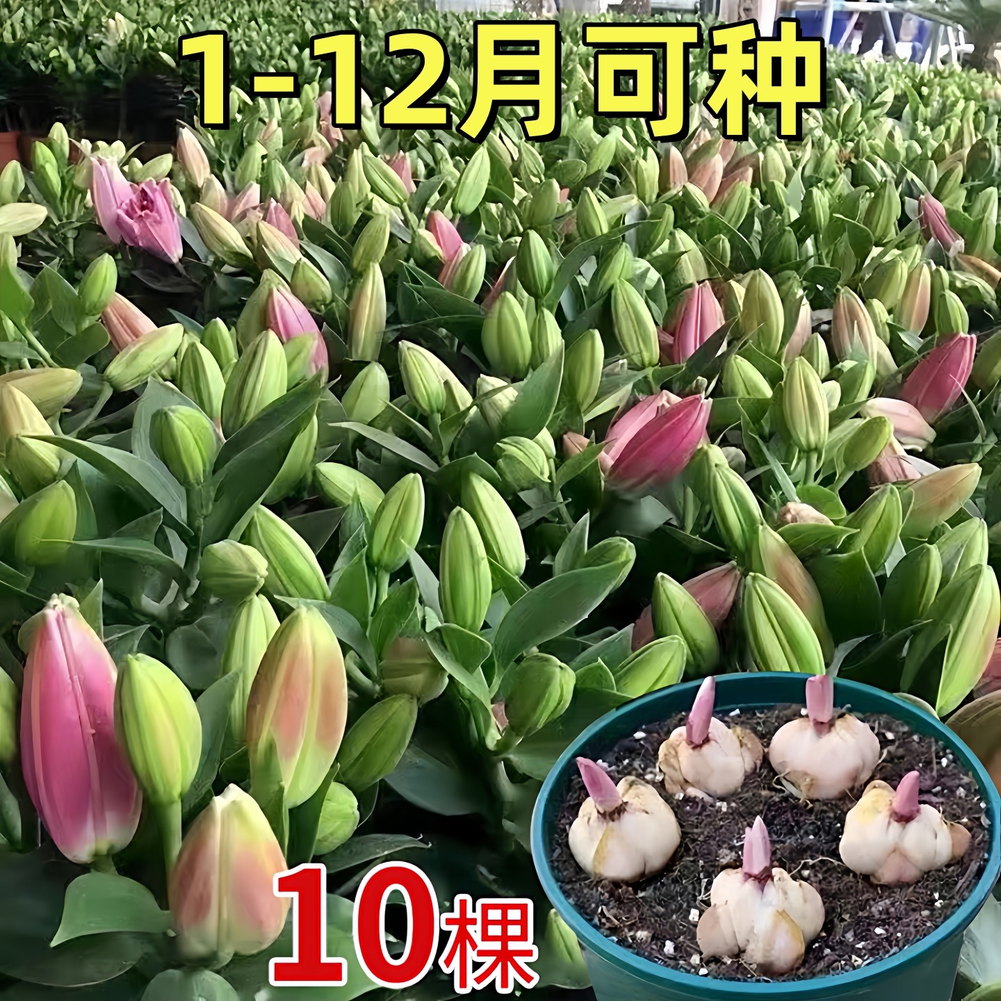 进口重瓣香水百合种球带芽四季播种庭院盆栽植物易活耐寒花种籽子,鲜花速递/花卉仿真/绿植园艺,家庭园艺种子,淘宝优惠券,粉丝福利购,淘宝优惠卷