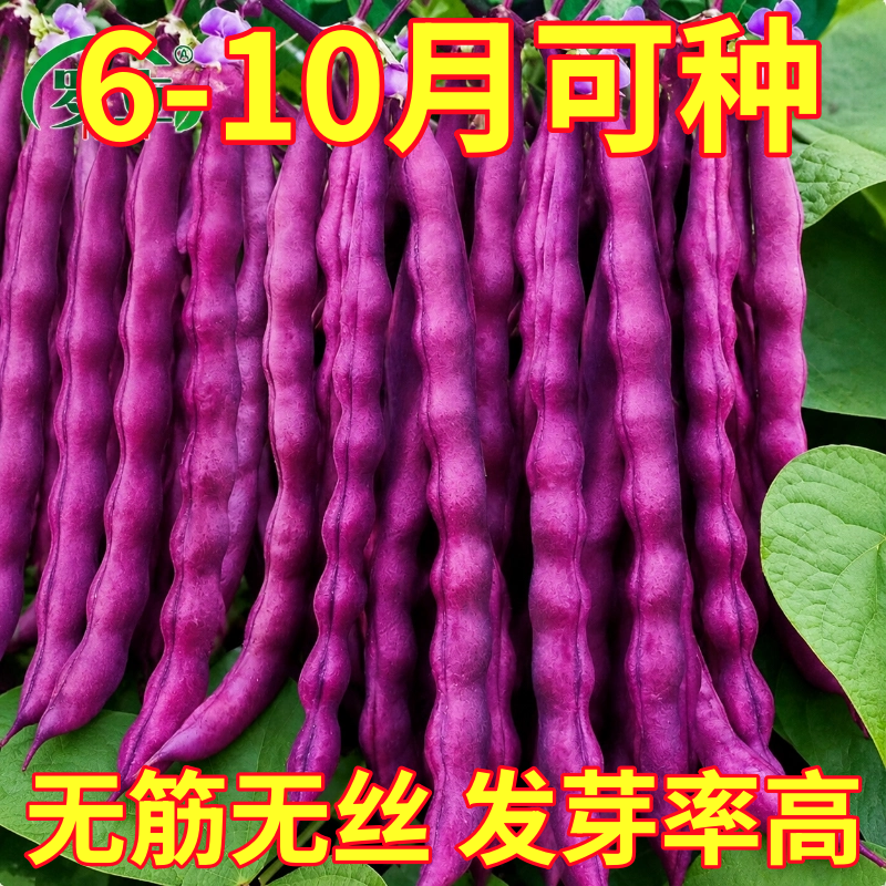 八月忙豆角种子豇豆芸豆红花四季豆早熟高产春夏秋四季蔬菜种籽子