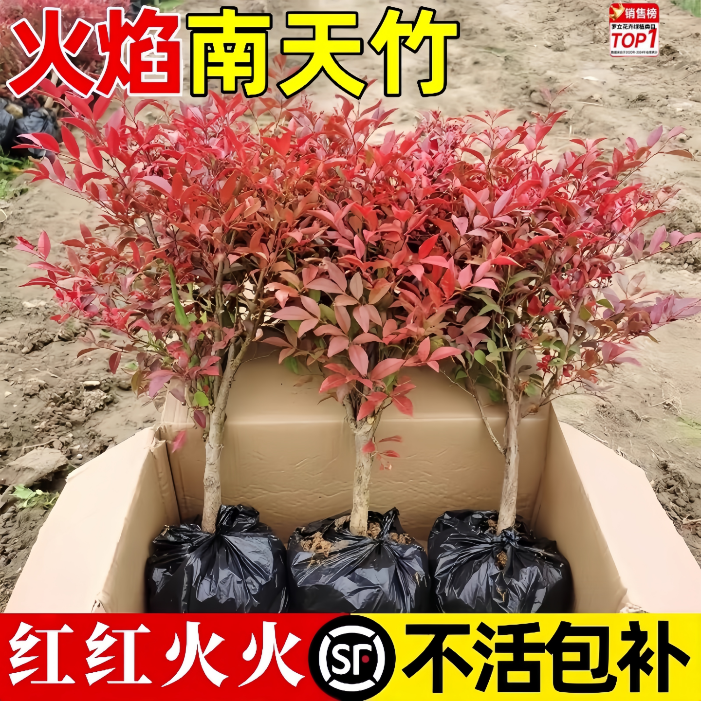 南天竹盆栽树苗火焰南天竹室内老桩盆景现挖现发四季好养植物花卉