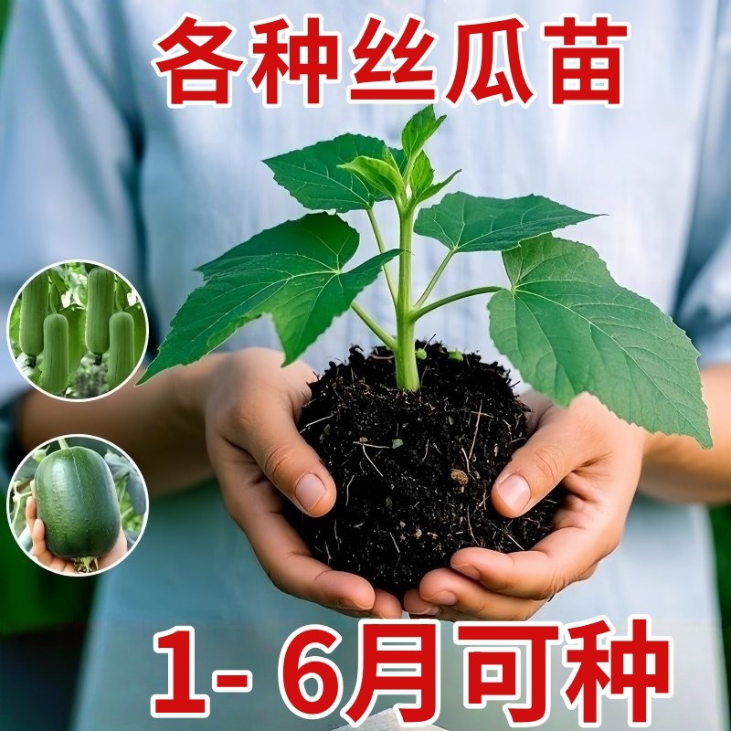 苹果丝瓜苗特大号高产老品种秧苗八角特长菜园农家蔬菜好养活四季,鲜花速递/花卉仿真/绿植园艺,种苗/半成品盆栽,淘宝优惠券,粉丝福利购,淘宝优惠卷