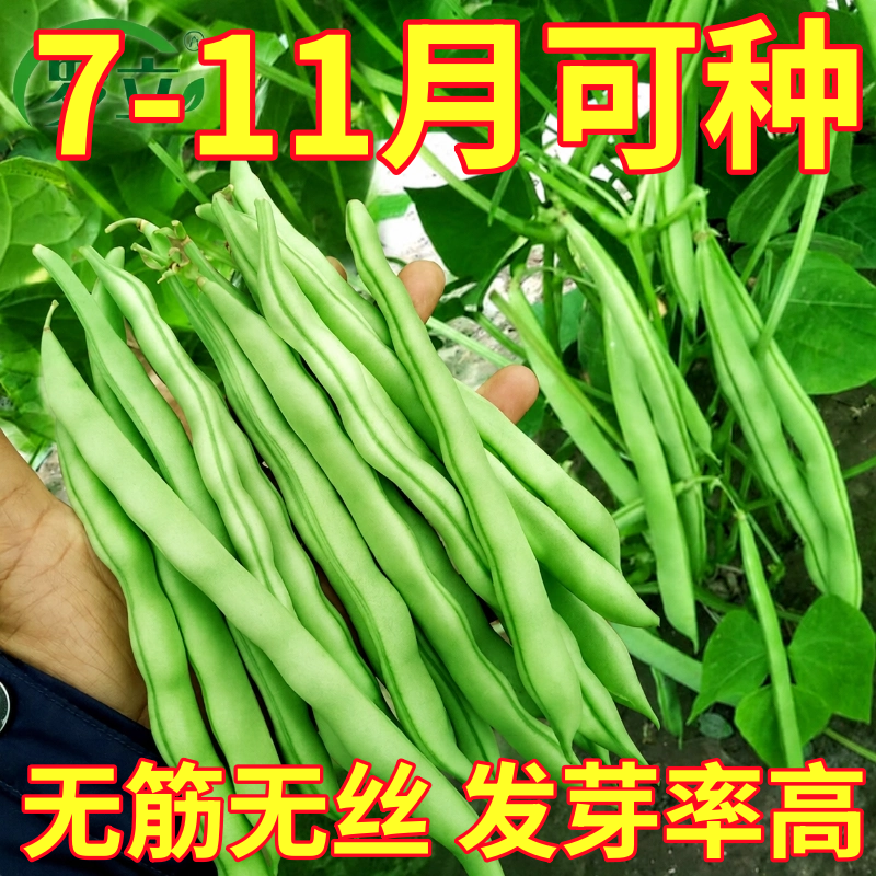 无架豆种子高产春季四季豆种籽地豆阳台庭院四季播寿光蔬菜种孑