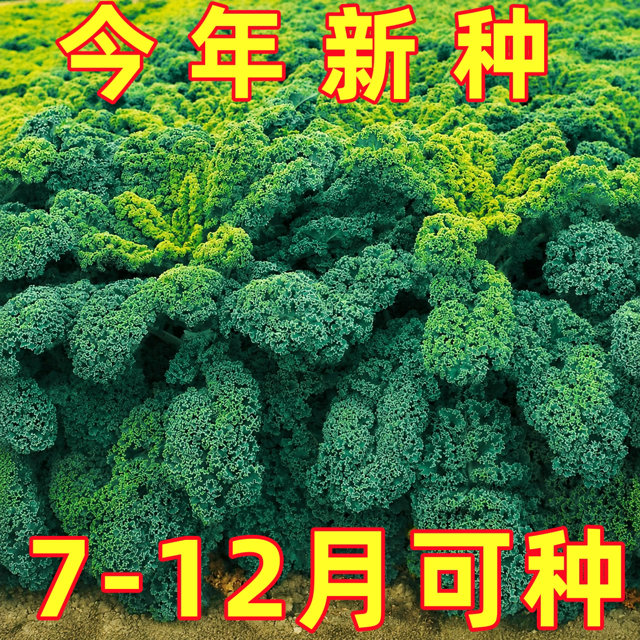 羽衣甘蓝种子可食用可观赏皱叶耐热甘兰蔬菜种孑四季羽衣甘蓝种籽