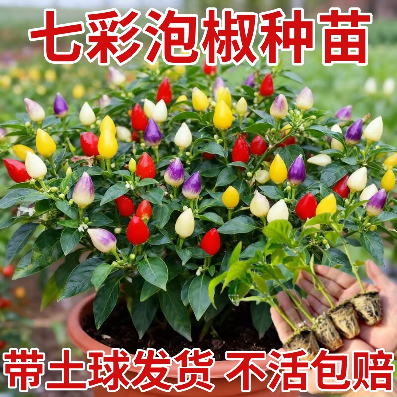 七彩椒苗秧辣椒种籽螺丝椒甜椒树苗种子四季种植盆栽蔬菜秧苗大全