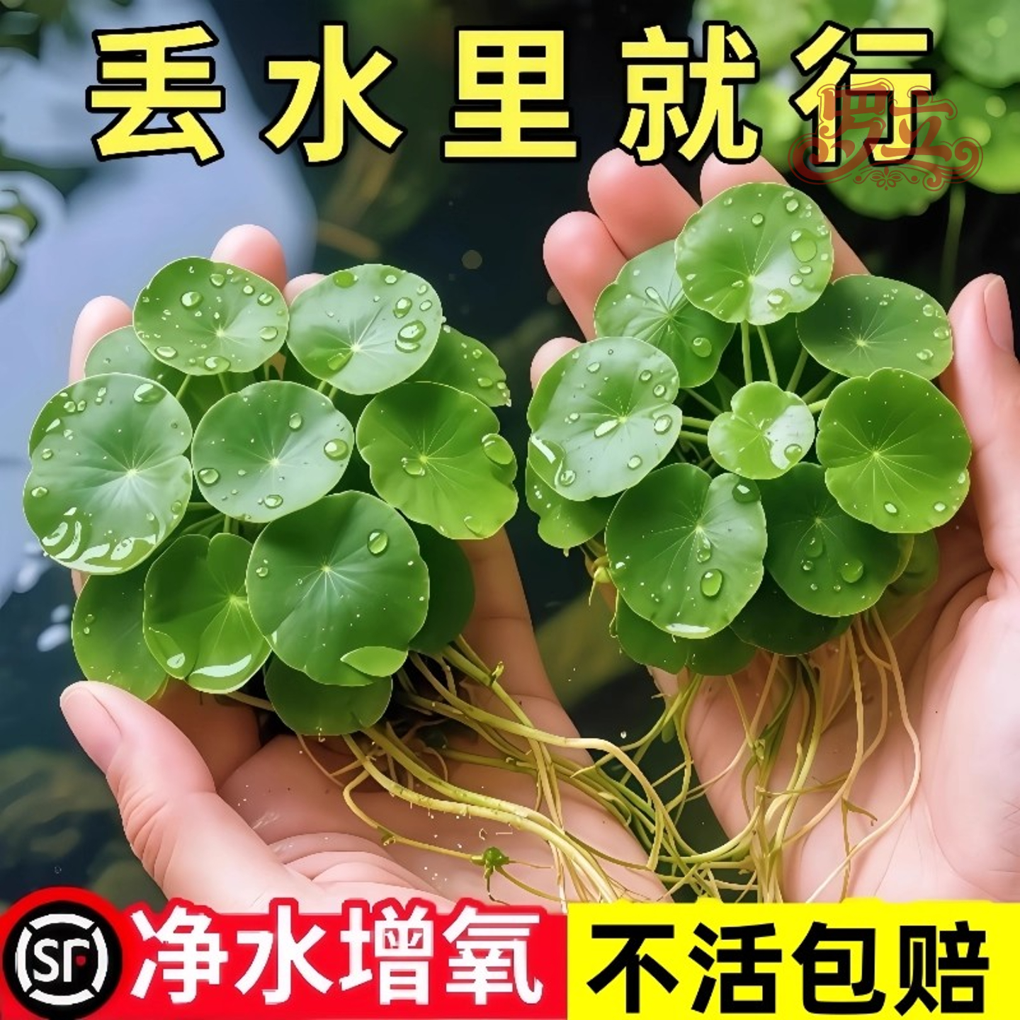 圆心萍豹纹萍浮萍水草净化水质水培绿植庭院鱼虾龟缸造景漂浮水草