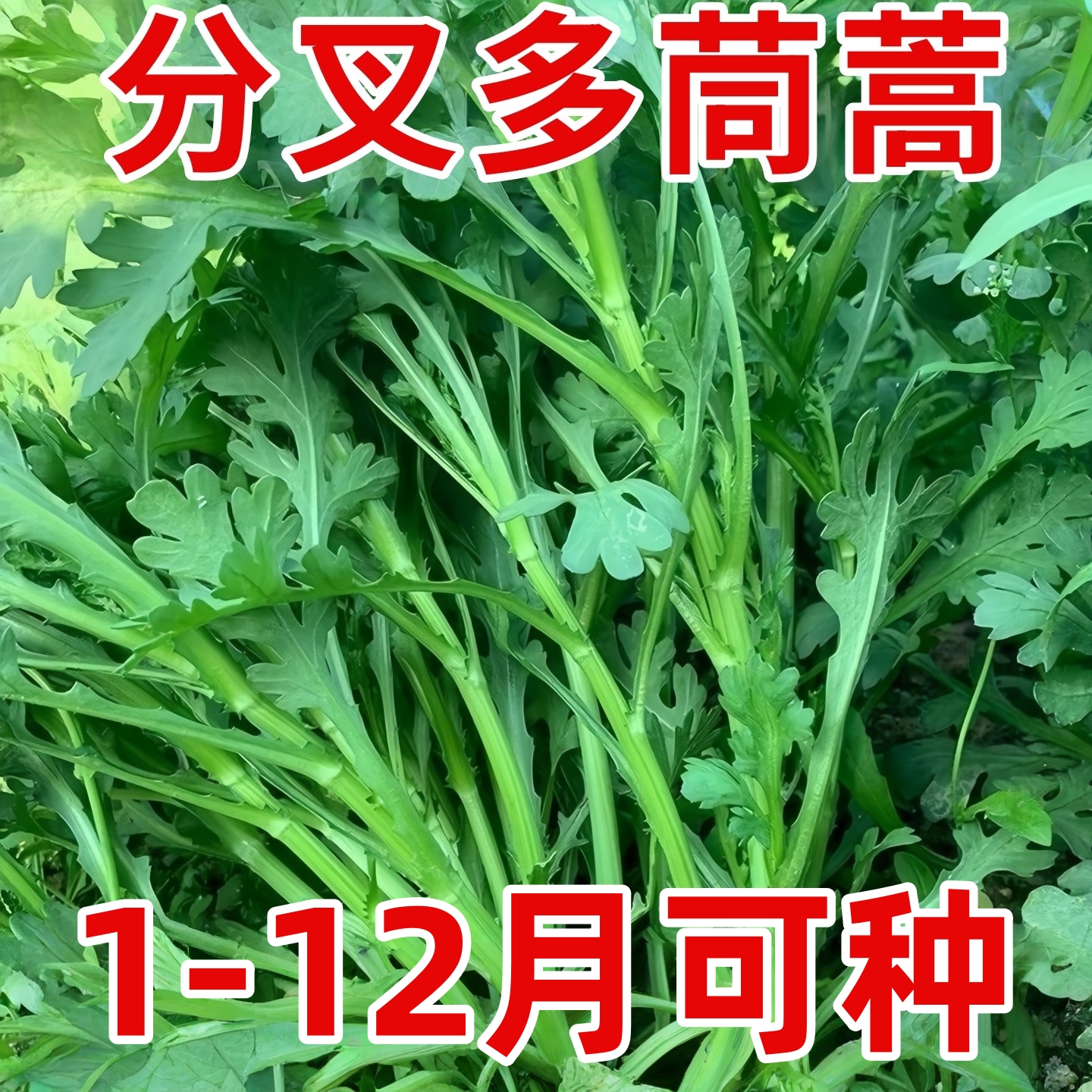 花叶茼蒿种籽四季阳台盆栽蔬菜耐热耐寒中叶茼蒿大小叶茼蒿籽种子