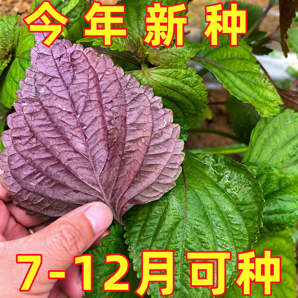 双色紫苏种子苗四季食用苏子叶籽种正宗老品种大叶紫耐热蔬菜种苗