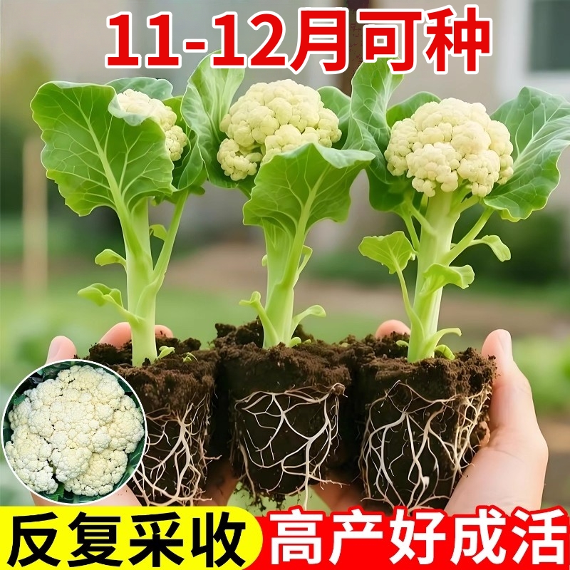 白色花菜秧苗有机带土包菜苗西兰花苗盆栽大苗四季种植耐热新鲜苗