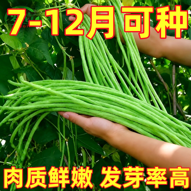 长豆角豇豆种子四季豆种籽孑芸豆秋季大全八月豆角菜种缸豆蔬菜籽
