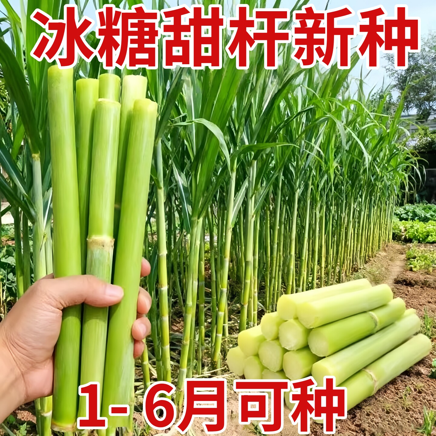 农家东北甜杆种子甜高粱杆种籽高梁北方小甘蔗苗种新鲜水果蔬菜