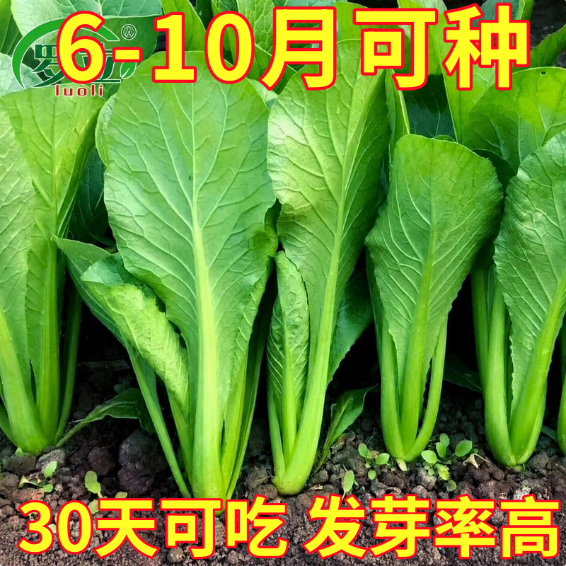 青梗小白菜翠绿小白菜种子速生无毛易种种籽四季蔬菜快菜籽阳台盆