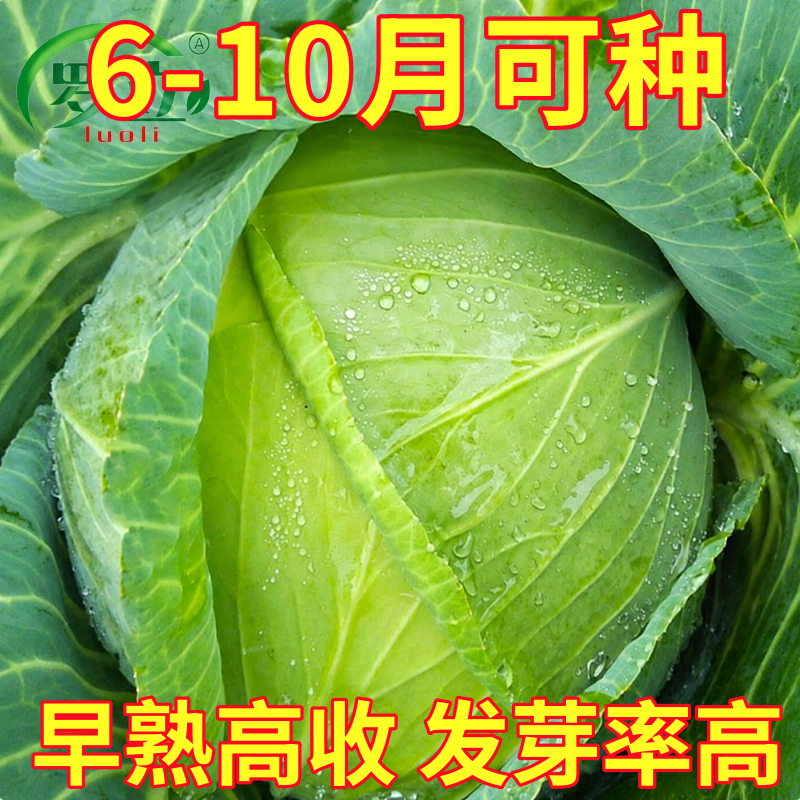 京丰一号包菜甘蓝种子种籽包心菜卷心菜蔬菜孑大包菜大头菜包菜