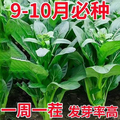 【割完又长】四季菜心种盆栽四九甜菜心籽广州青菜籽蔬菜种-籽