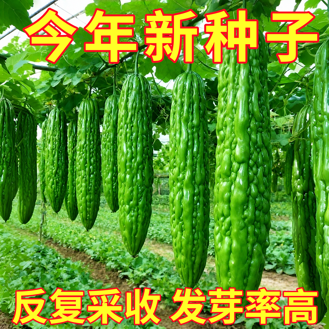 苦瓜苗绿苦瓜幼苗秧苗蔬菜苗子疙瘩绿长苦瓜种子盆栽四季蔬菜种子