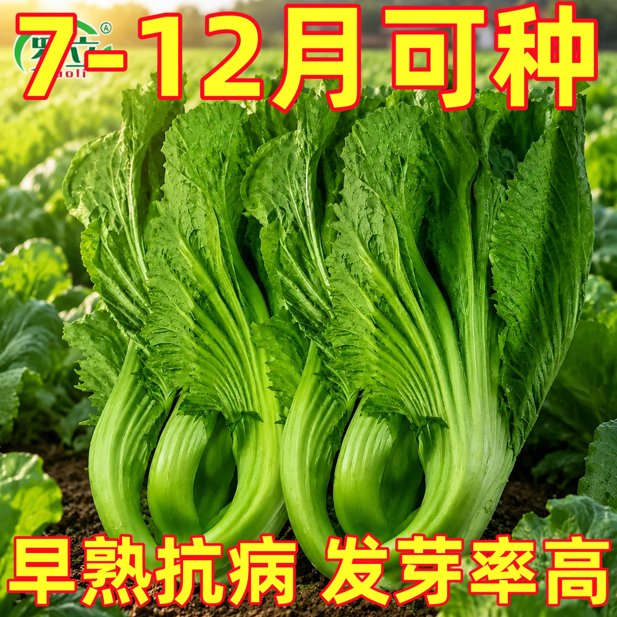 早熟包心芥菜种子卷心芥菜盖菜种籽秋播农家菜园阳台盆栽蔬菜种孑
