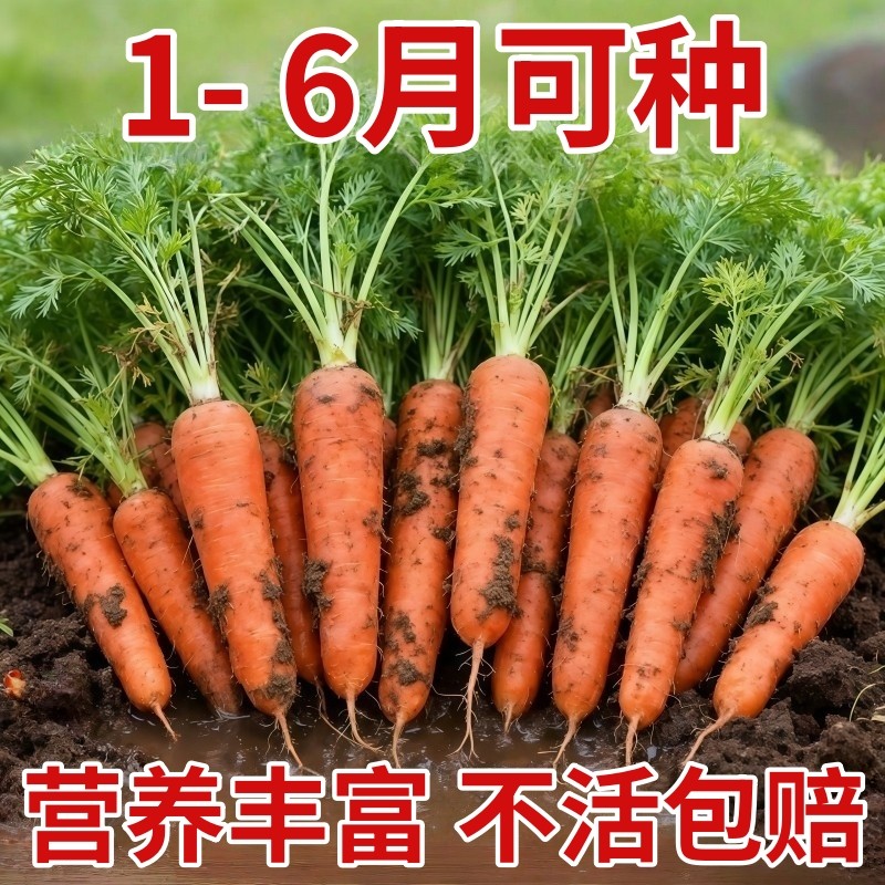三红胡萝卜种子老品种夏季耐热水果黄胡萝卜种籽大全紫胡罗卜种孑,鲜花速递/花卉仿真/绿植园艺,种苗/半成品盆栽,淘宝优惠券,粉丝福利购,淘宝优惠卷