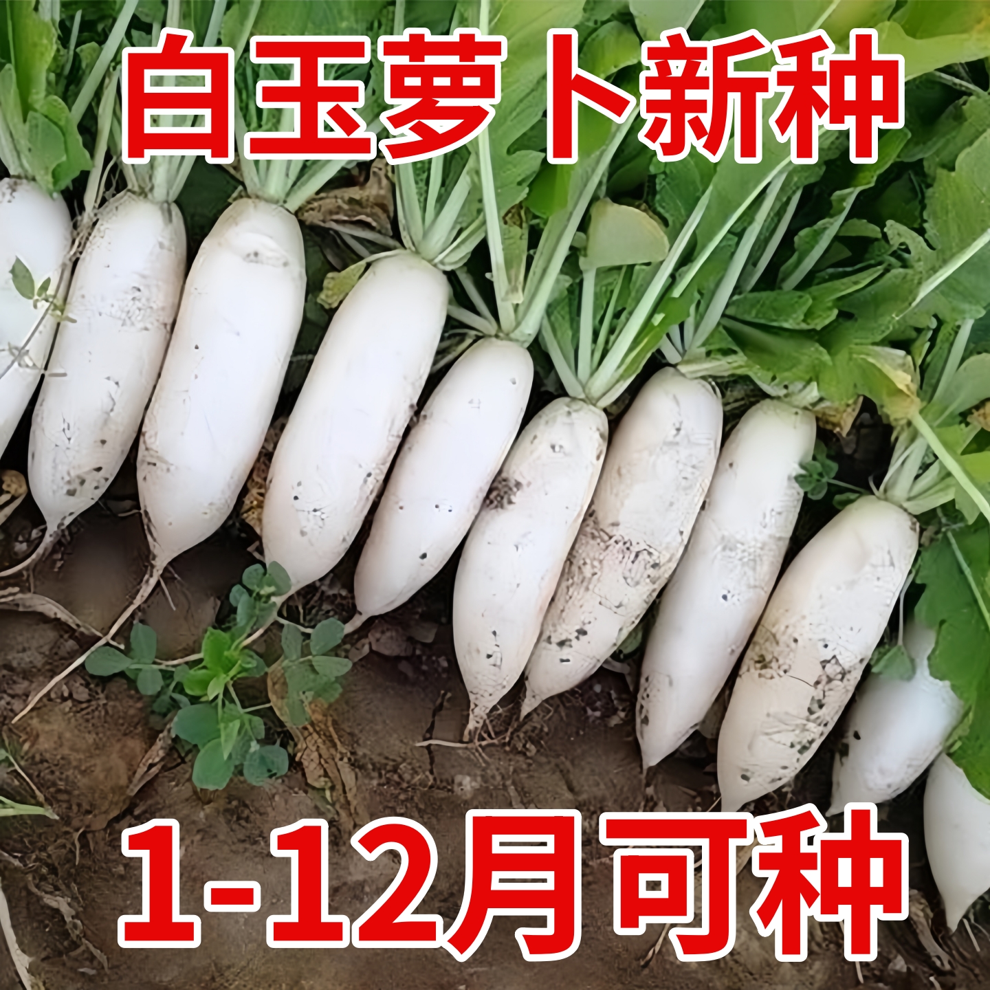 白萝卜种子萝卜种籽春夏秋阳台盆栽庭院菜园耐寒耐热农家蔬菜种孑