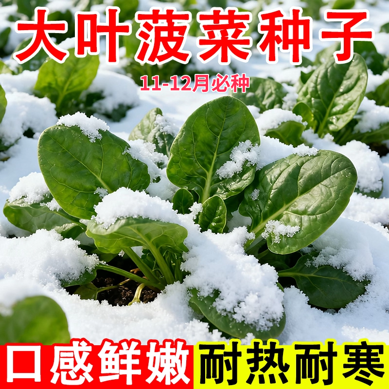 大叶菠菜种子黑园叶菠菜种籽生长速度快耐寒高产越冬蔬菜种子大全