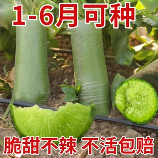 天津沙窝水果萝卜种子种籽子潍县青罗卜凤梨籽种甜脆型孑大全菜种