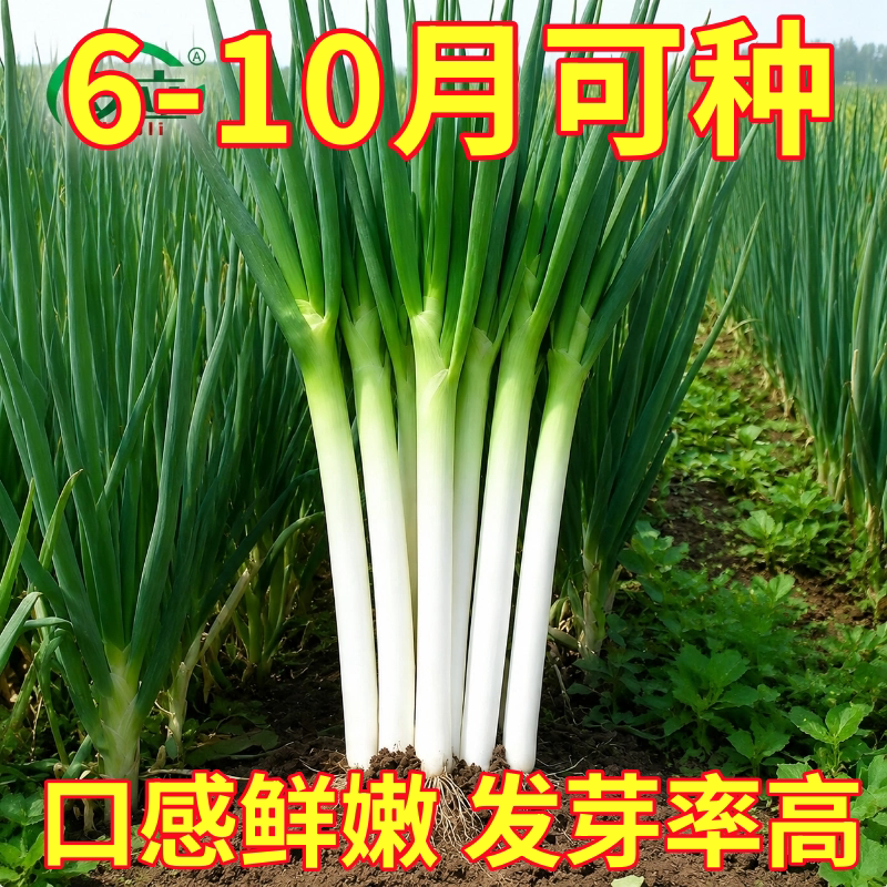 山东章丘大葱种籽正宗铁杆大葱种子葱苗四季蔬菜种籽香葱种孑秋播