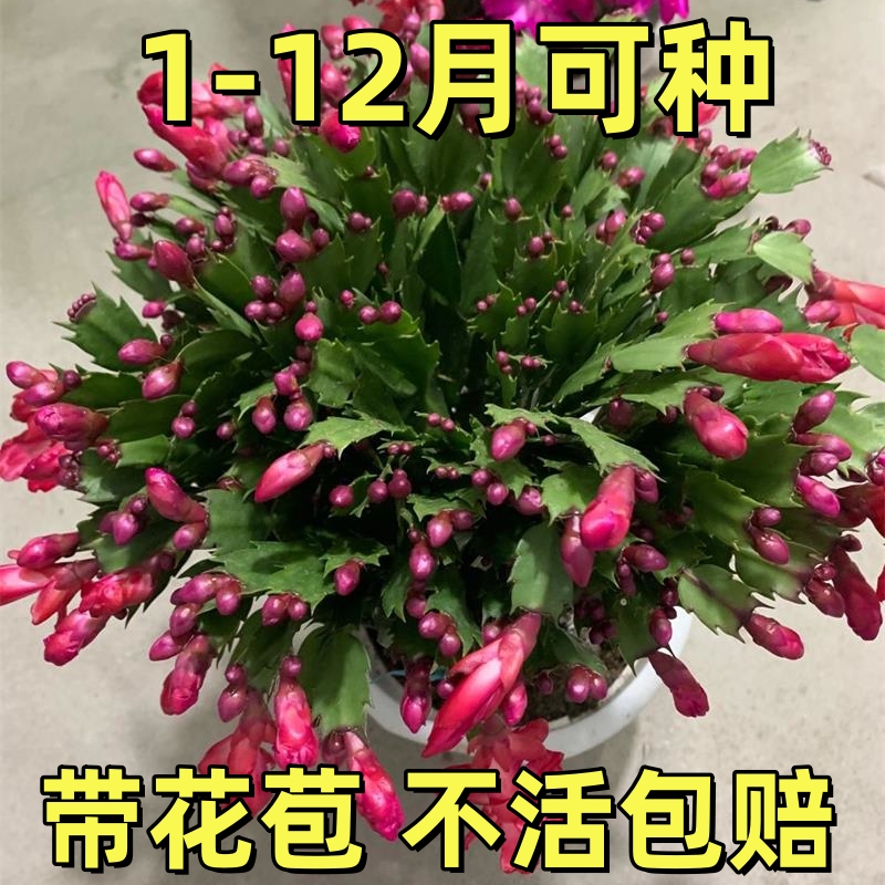 蟹爪兰苗多肉植物带根蟹抓兰仙人掌嫁接令箭荷花室内绿植花卉盆栽