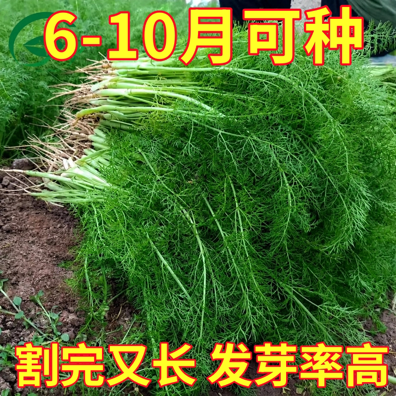 茴香种籽小茴香菜种籽回香割茬四季秋后种的蔬菜种子阳台盆栽种孑